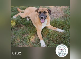 Cruz 283921 sucht ein zu Hause