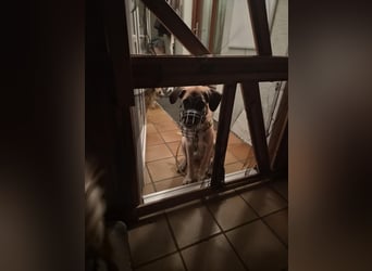 Skadi II sucht ein zu Hause