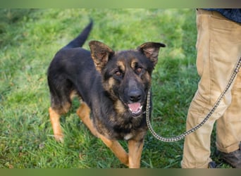 Chip 257791 sucht ein Zuhause