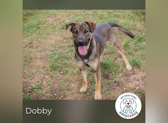 Traumhund Dobby: Treuer Begleiter sucht Zuhause