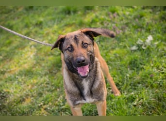 Jasper 271450 sucht ein Zuhause