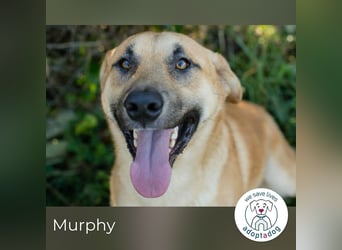 Murphy: Wirbelwind sucht ein Zuhause