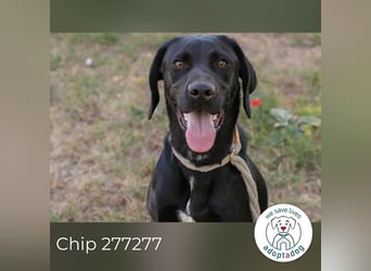 Chip 277277 sucht ein zu Hause