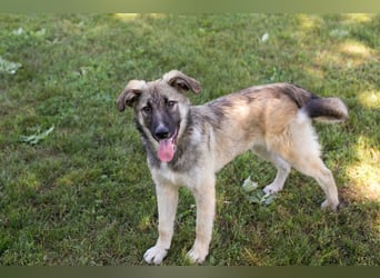 Akido – Sportskanone sucht Zuhause Akido – Sportskanone sucht Zuhause