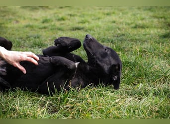 Cassius – Gern im Team unterwegs