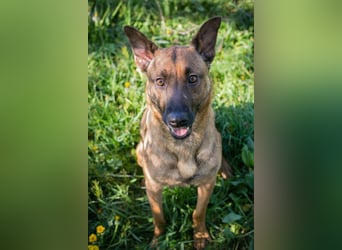 Cassy sucht ein Zuhause