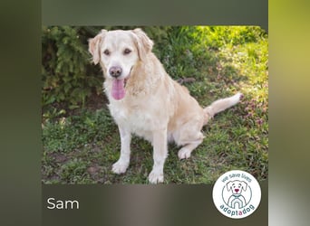 Sam sucht ein Zuhause