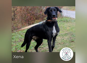 Xena sucht ein zu Hause