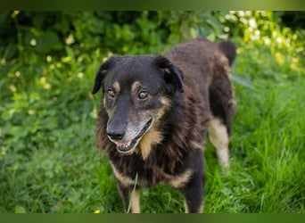 Elwood sucht ein Zuhause