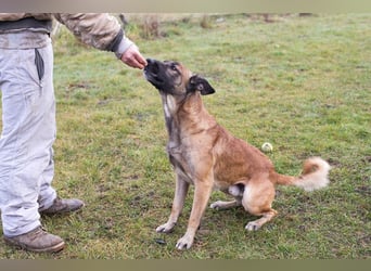Santos: Aktiv mit grauer Schnauze