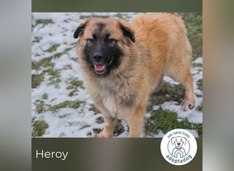 Heroy 260501 sucht ein zu Hause