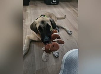 Skadi II sucht ein zu Hause