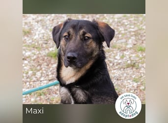 Maxi: Sonnenschein auf vier Beinen