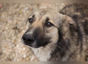 Akido – Sportskanone sucht Zuhause Akido – Sportskanone sucht Zuhause