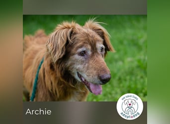 Archie sucht ein Zuhause