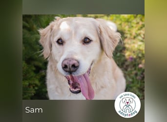 Sam sucht ein Zuhause