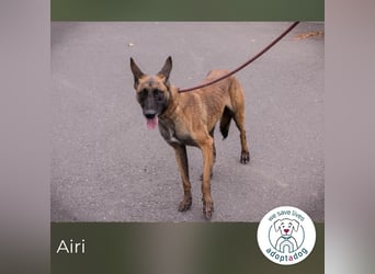 Airi: sucht ein Zuhause