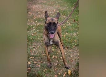 Airi: sucht ein Zuhause