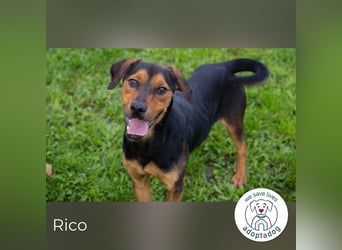 Rico: Findet der kleine Sausewind bei dir seinen Platz?