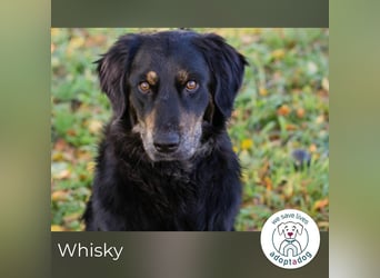 Whisky 253730 sucht ein zu Hause