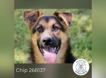 Chip 268137 sucht ein Zuhause