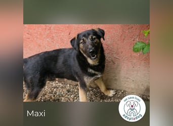 Maxi: Sonnenschein auf vier Beinen