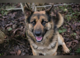 Quinto sucht ein Zuhause