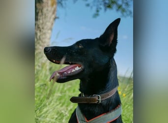 Schoko 72277 sucht ein zu Hause