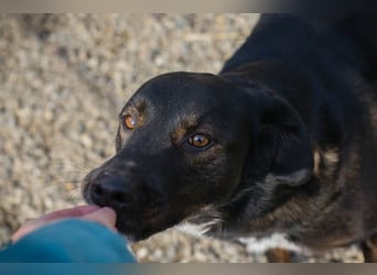 Gwen sucht ein neues Für-immer-Körbchen!
