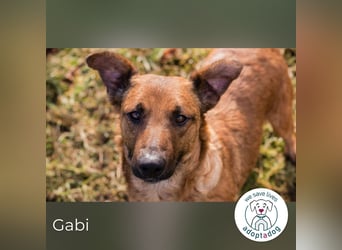 Gabi 205052 sucht ein zu Hause
