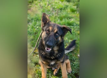 Dinero sucht ein Zuhause