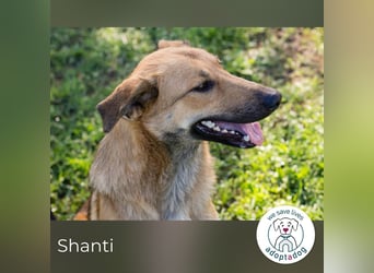Shanti 212671 sucht ein zu Hause