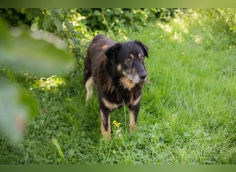 Elwood sucht ein Zuhause