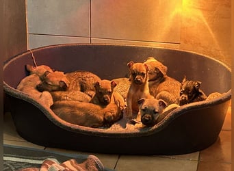 Cassy sucht ein Zuhause