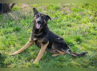 Dinero sucht ein Zuhause