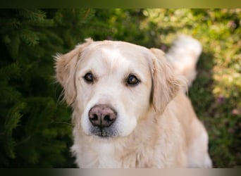 Sam sucht ein Zuhause