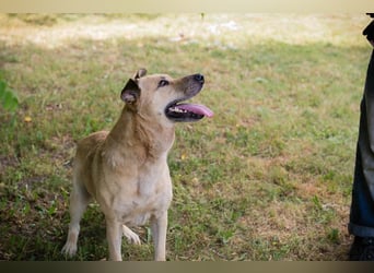 Chip 290336 sucht ein Zuhause