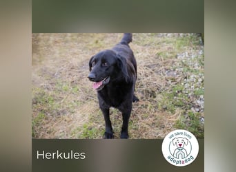 Herkules 815830 sucht ein zu Hause