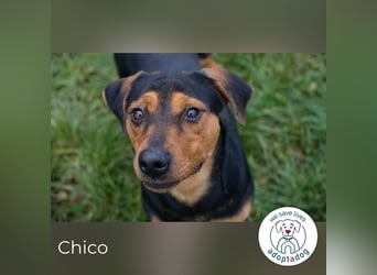 Chico – Sucht aktive Menschen!