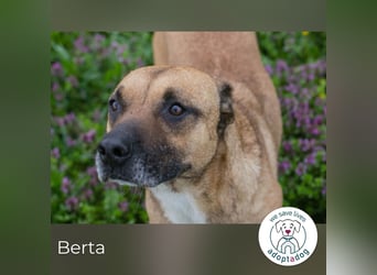 Berta 2176212 sucht ein zu Hause