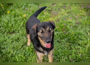 Maxi: Sonnenschein auf vier Beinen