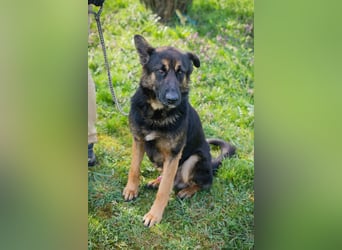 Dinero sucht ein Zuhause