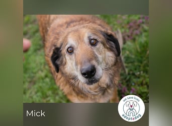 Mick: Sanfter Senior mit Charme