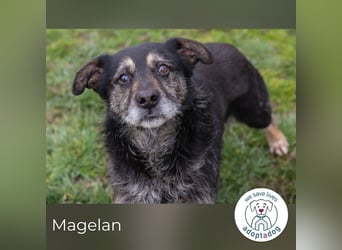 Magelan sucht ein neues Zuhause