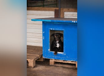 Gwen sucht ein neues Für-immer-Körbchen!