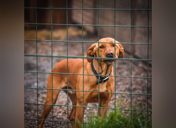 Nougat – Sucht Menschen mit Hundeverstand