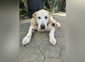 Nobby: Letzte Jahre in Geborgenheit