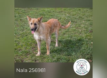 Nala: Fröhlich und kooperativ