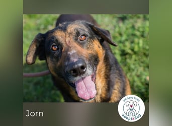 Jorn 271719 sucht ein zu Hause