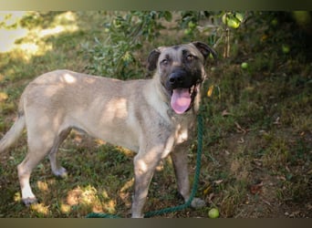 Atila sucht ein Zuhause